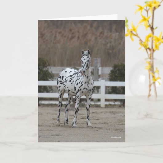 Bob Langrish | Spotty Appaloosa Friesian Standing Kaart (Gele Bloem)