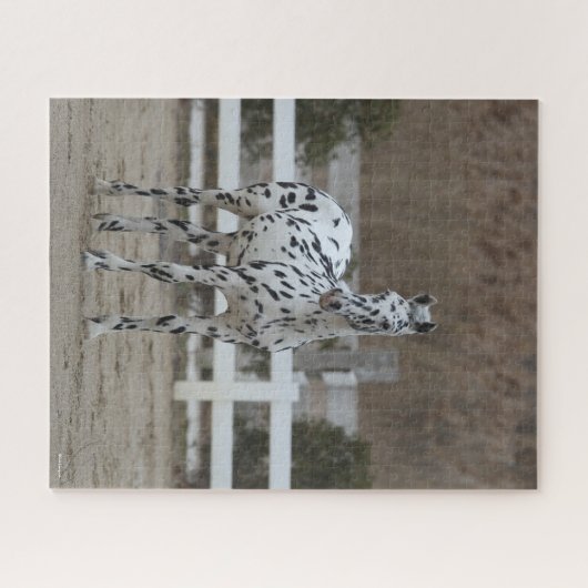Bob Langrish | Spotty Appaloosa Friesian Standing Legpuzzel (Horizontaal)