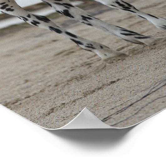 Bob Langrish | Spotty Appaloosa Friesian Standing Poster (Hoek)