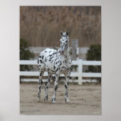 Bob Langrish | Spotty Appaloosa Friesian Standing Poster (Voorkant)