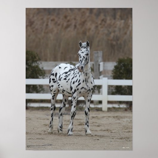 Bob Langrish | Spotty Appaloosa Friesian Standing Poster (Voorkant)