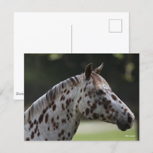 Bob Langrish   Spotty Appaloosa Headshot Briefkaart