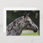 Bob Langrish | Spotty Appaloosa Headshot Briefkaart (Voorkant / Achterkant)