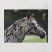 Bob Langrish | Spotty Appaloosa Headshot Briefkaart (Voorkant)
