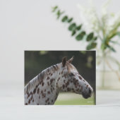 Bob Langrish | Spotty Appaloosa Headshot Briefkaart (Staand voorkant)
