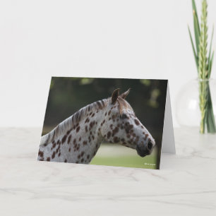 Bob Langrish   Spotty Appaloosa Headshot Kaart