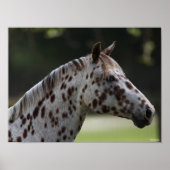 Bob Langrish | Spotty Appaloosa Headshot Poster (Voorkant)