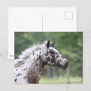Bob Langrish   Spotty Knapstrupper Headshot Briefkaart