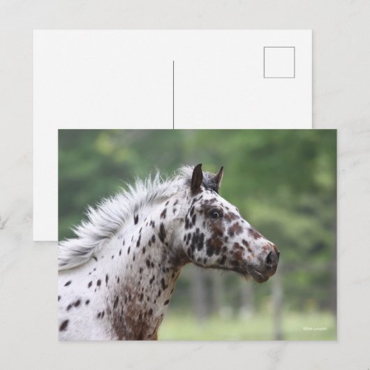 Bob Langrish | Spotty Knapstrupper Headshot Briefkaart (Voorkant / Achterkant)