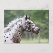 Bob Langrish | Spotty Knapstrupper Headshot Briefkaart (Voorkant)