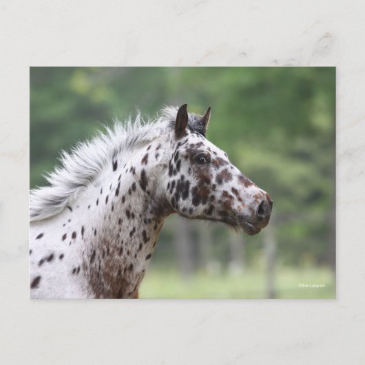 Bob Langrish | Spotty Knapstrupper Headshot Briefkaart (Voorkant)