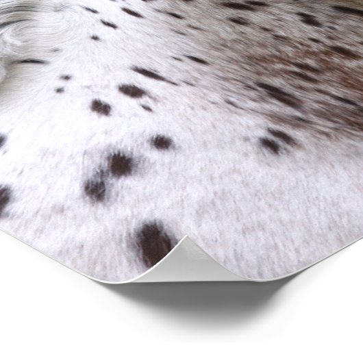 Bob Langrish | Spotty Knapstrupper Headshot Poster (Hoek)