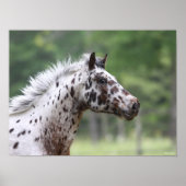 Bob Langrish | Spotty Knapstrupper Headshot Poster (Voorkant)