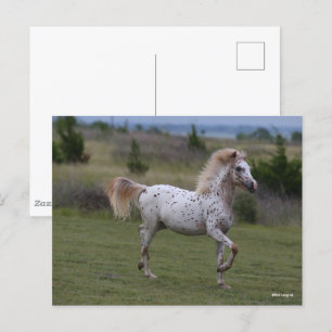 Bob Langrish   Spotty Pony of America Briefkaart