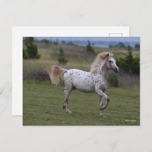 Bob Langrish | Spotty Pony of America Briefkaart (Voorkant / Achterkant)