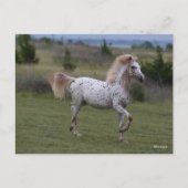 Bob Langrish | Spotty Pony of America Briefkaart (Voorkant)