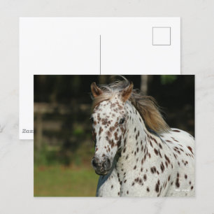 Bob Langrish   Spotty Pony of America Headshot Briefkaart