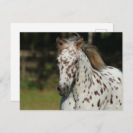 Bob Langrish | Spotty Pony of America Headshot Briefkaart (Voorkant / Achterkant)