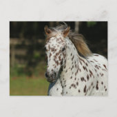 Bob Langrish | Spotty Pony of America Headshot Briefkaart (Voorkant)