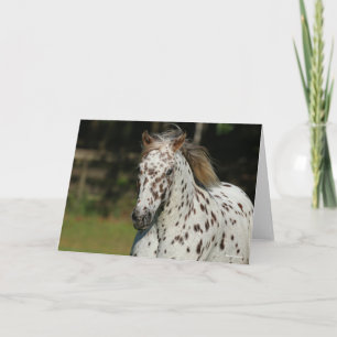 Bob Langrish   Spotty Pony of America Headshot Kaart