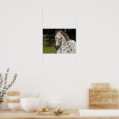 Bob Langrish | Spotty Pony of America Headshot Poster (Keuken)