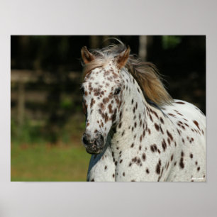 Bob Langrish Spotty Pony of America Headshot Poster