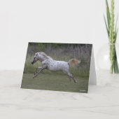 Bob Langrish | Spotty Pony of America Leaping Kaart (Voorkant)