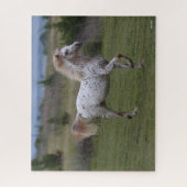 Bob Langrish | Spotty Pony of America Legpuzzel (Verticaal)