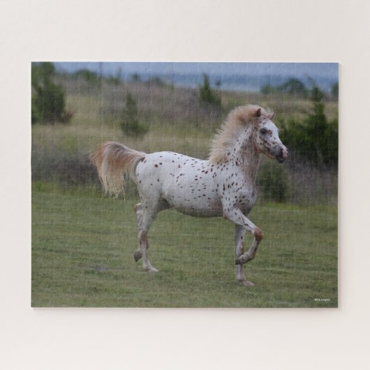 Bob Langrish | Spotty Pony of America Legpuzzel (Horizontaal)