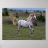 Bob Langrish | Spotty Pony of America Poster (Voorkant)