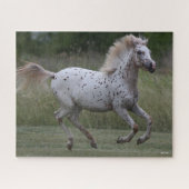 Bob Langrish | Spotty Pony of America Runing Legpuzzel (Horizontaal)