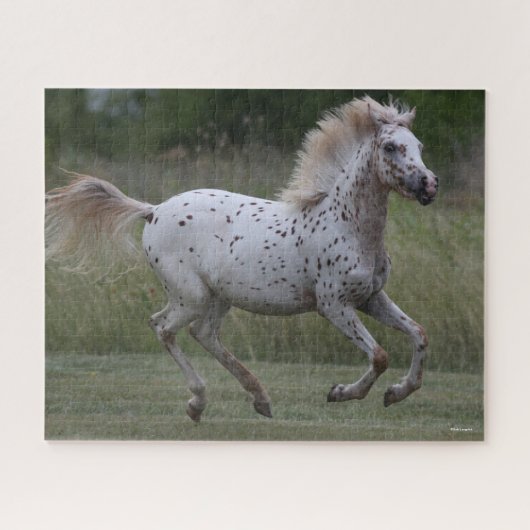 Bob Langrish | Spotty Pony of America Runing Legpuzzel (Horizontaal)