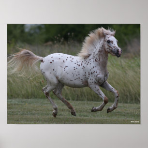 Bob Langrish Spotty Pony of America Runing Poster