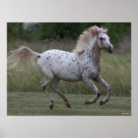 Bob Langrish | Spotty Pony of America Runing Poster (Voorkant)