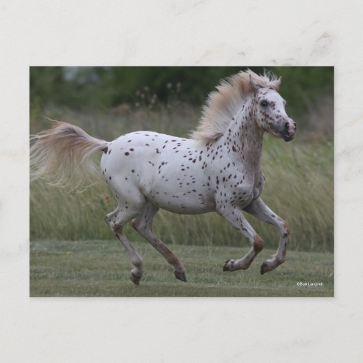 Bob Langrish | Spotty Pony Of America Running Briefkaart (Voorkant)