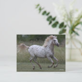 Bob Langrish | Spotty Pony Of America Running Briefkaart (Staand voorkant)