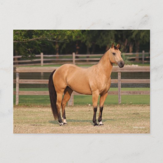 Bob Langrish | Steek kwartelpaard Briefkaart (Voorkant)