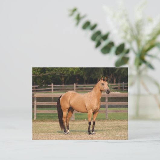 Bob Langrish | Steek kwartelpaard Briefkaart (Staand voorkant)