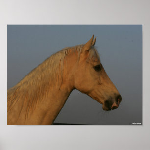 Bob Langrish Tennessee Walker Misty Headshot Poster