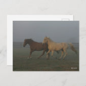 Bob Langrish | Tennessee Walking Horses Running Briefkaart (Voorkant / Achterkant)