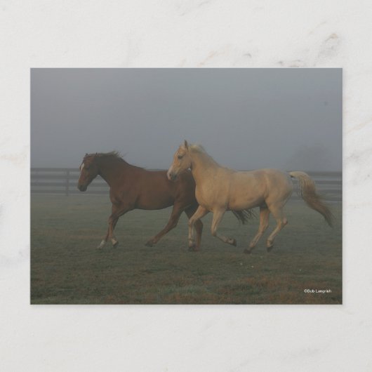 Bob Langrish | Tennessee Walking Horses Running Briefkaart (Voorkant)