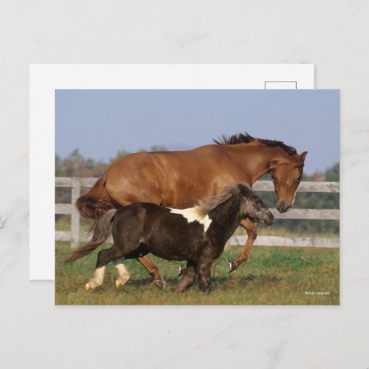 Bob Langrish | Thoroughbred en Shetland Pony Briefkaart (Voorkant / Achterkant)