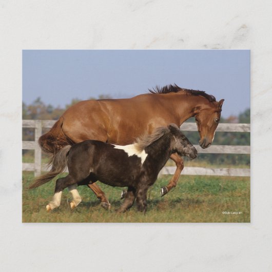 Bob Langrish | Thoroughbred en Shetland Pony Briefkaart (Voorkant)