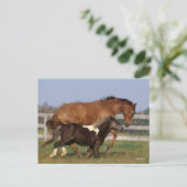 Bob Langrish | Thoroughbred en Shetland Pony Briefkaart (Staand voorkant)