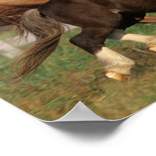 Bob Langrish | Thoroughbred en Shetland Pony Poster (Hoek)