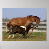 Bob Langrish | Thoroughbred en Shetland Pony Poster (Voorkant)