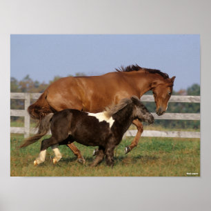 Bob Langrish   Thoroughbred en Shetland Pony Poster