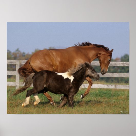 Bob Langrish | Thoroughbred en Shetland Pony Poster (Voorkant)