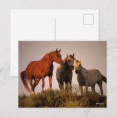 Bob Langrish Three Arab Horses die op zonsondergan Briefkaart (Voorkant / Achterkant)