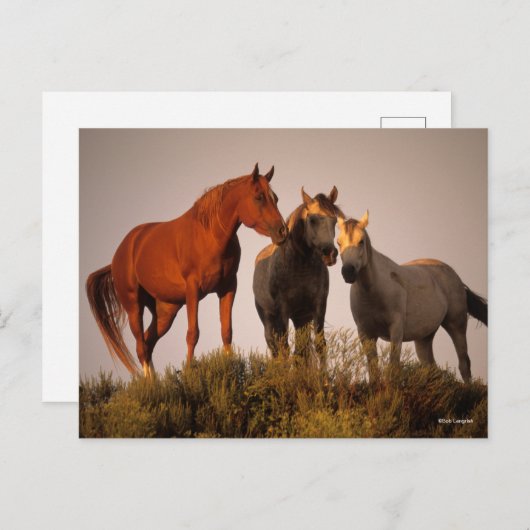 Bob Langrish Three Arab Horses die op zonsondergan Briefkaart (Voorkant / Achterkant)